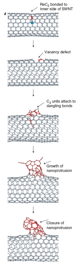 Figura 3. Procés de creació del gra al nanotub.