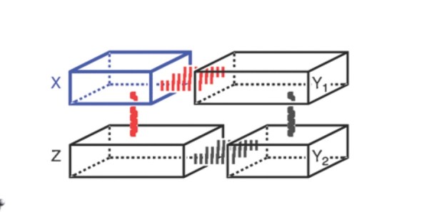 Template per la replicació d'ADN