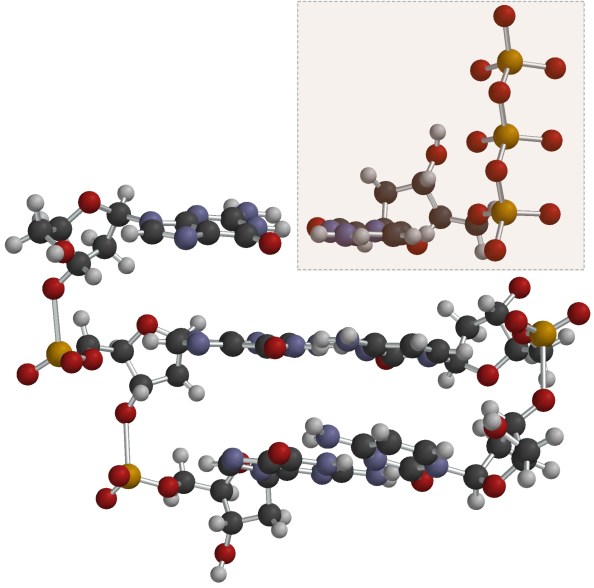 El procés de la replicació d'ADN