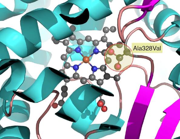 Mutació de Ala328 a Val328