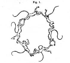 kekulémonkeys Figura 3. Una paròdia del somni de la serp de Kekulé.